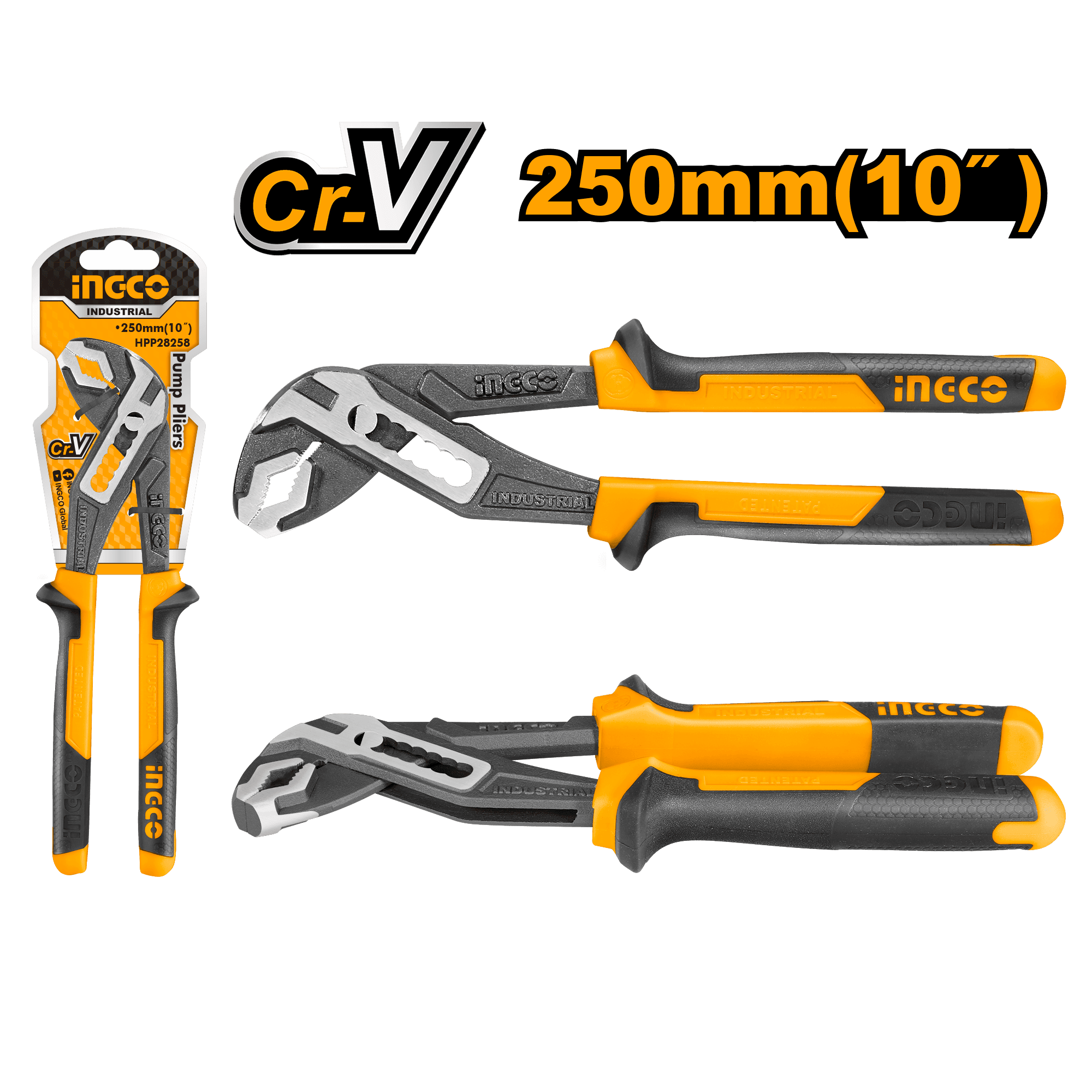 Cleste Papagal 10"